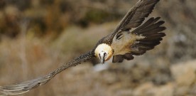 Le Gypaète barbu est pris pour cible