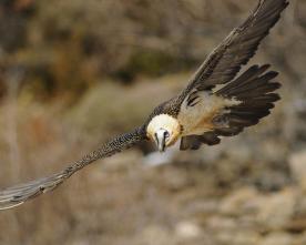 Le Gypaète barbu est pris pour cible