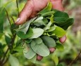 Parlons de la Feuille de Coca !