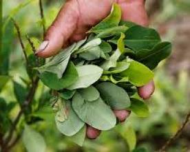 Parlons de la Feuille de Coca !